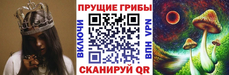 где продают   Безенчук  Галлюциногенные грибы Psilocybine cubensis 